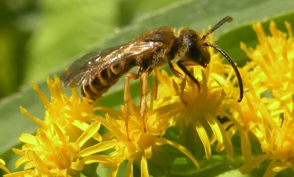 Faccia da Halictus